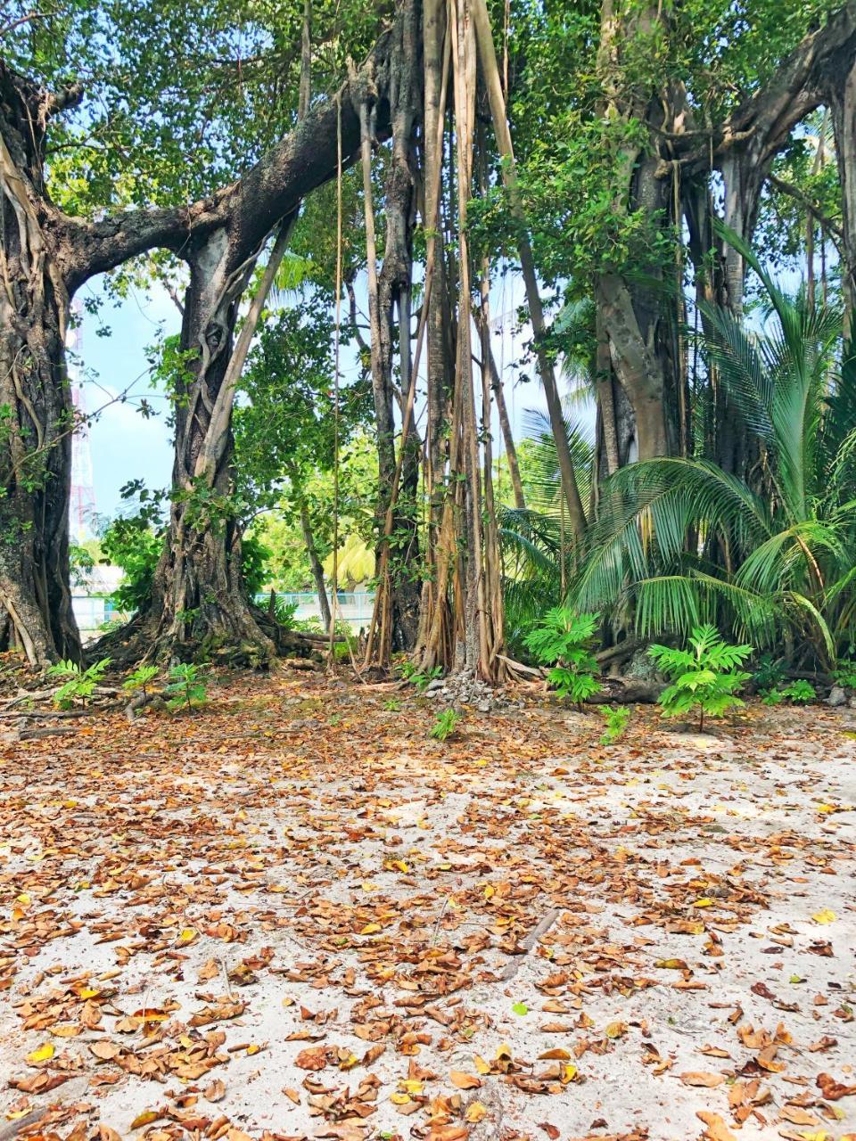 Wow Retreat Hotel Felidhoo Exterior photo